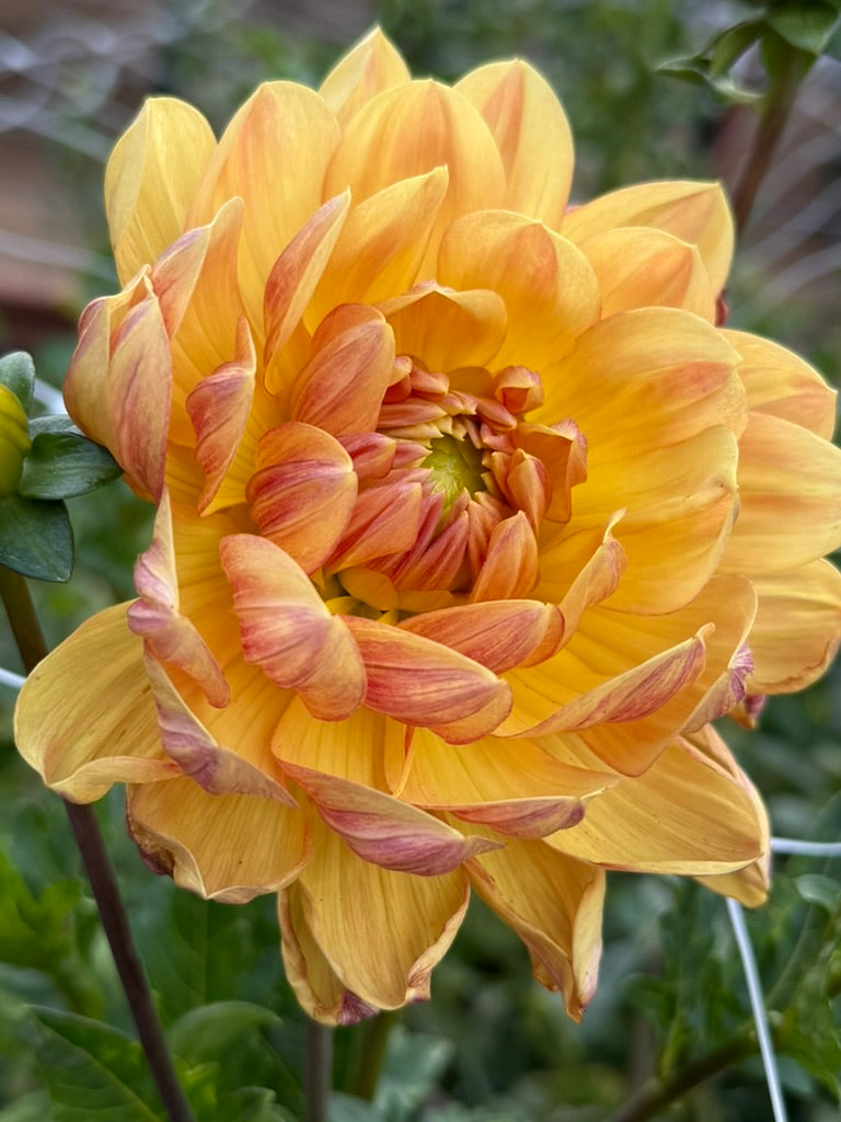 Hollyhill Golden Glow dahlia