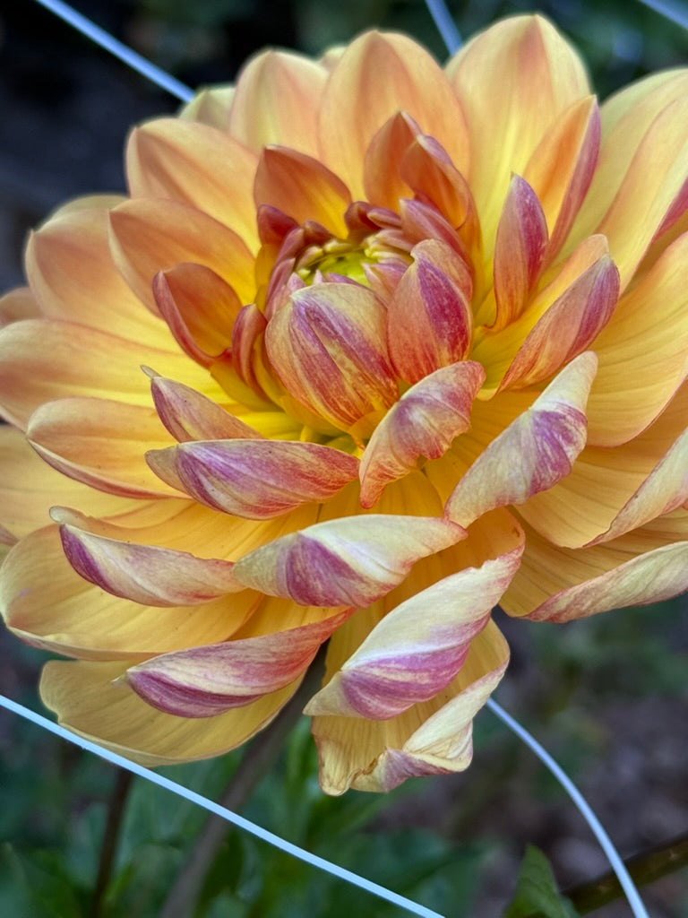 Hollyhill Golden Glow dahlia