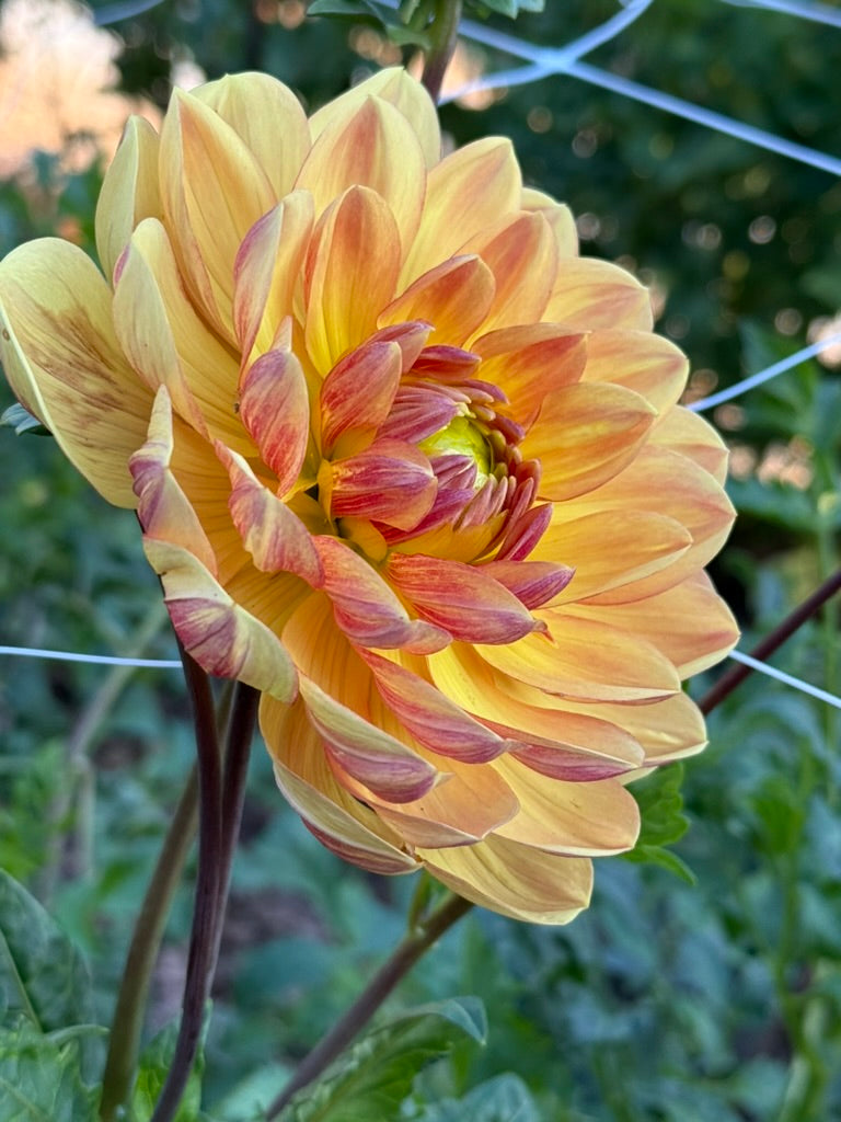 Hollyhill Golden Glow dahlia