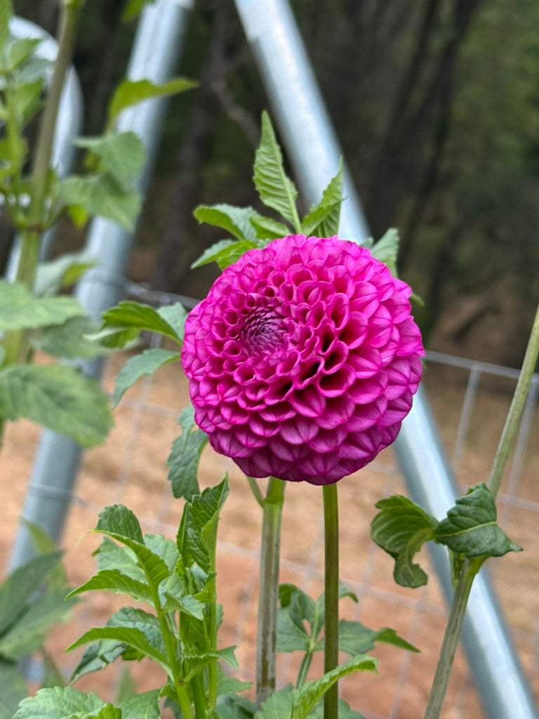Hollyhill Lilliput dahlia