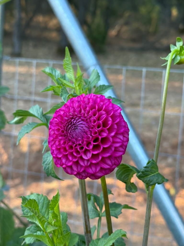 Hollyhill Lilliput dahlia