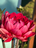 Hollyhill Rose Red 2 dahlia