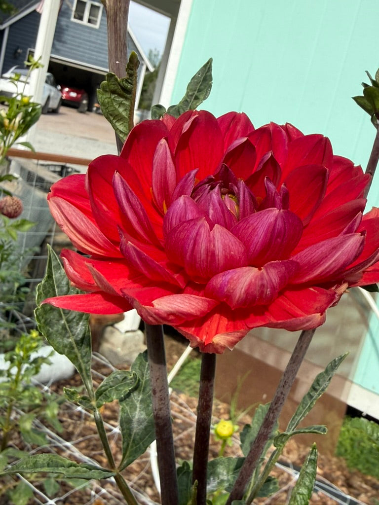 Hollyhill Rose Red 2 dahlia