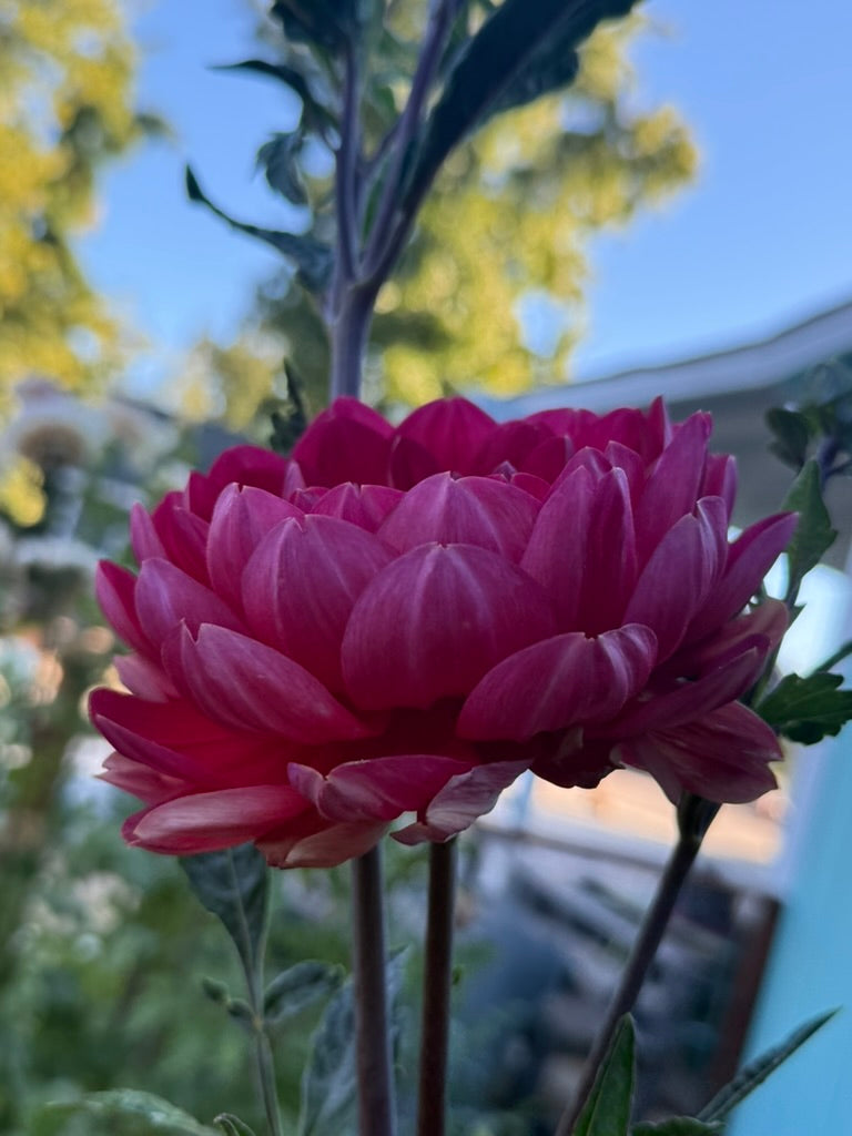 Hollyhill Rose Red 2 dahlia