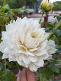 Hollyhill Snow Queen dahlia