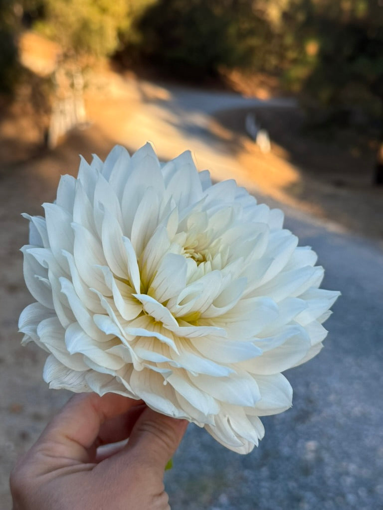 Hollyhill Snow Queen dahlia