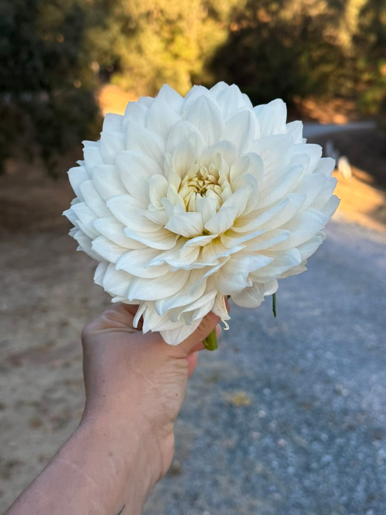 Hollyhill Snow Queen dahlia