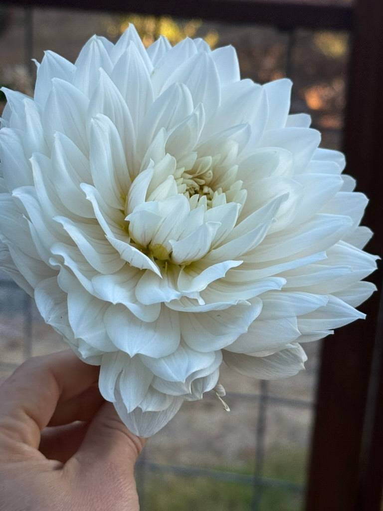 Hollyhill Snow Queen dahlia