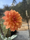 WD Millie dahlia bloom in Coral, peach and apricot blend