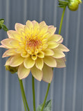 Idlewild Daybreak dahlia bloom in soft light-blend yellow – informal decorative close-up