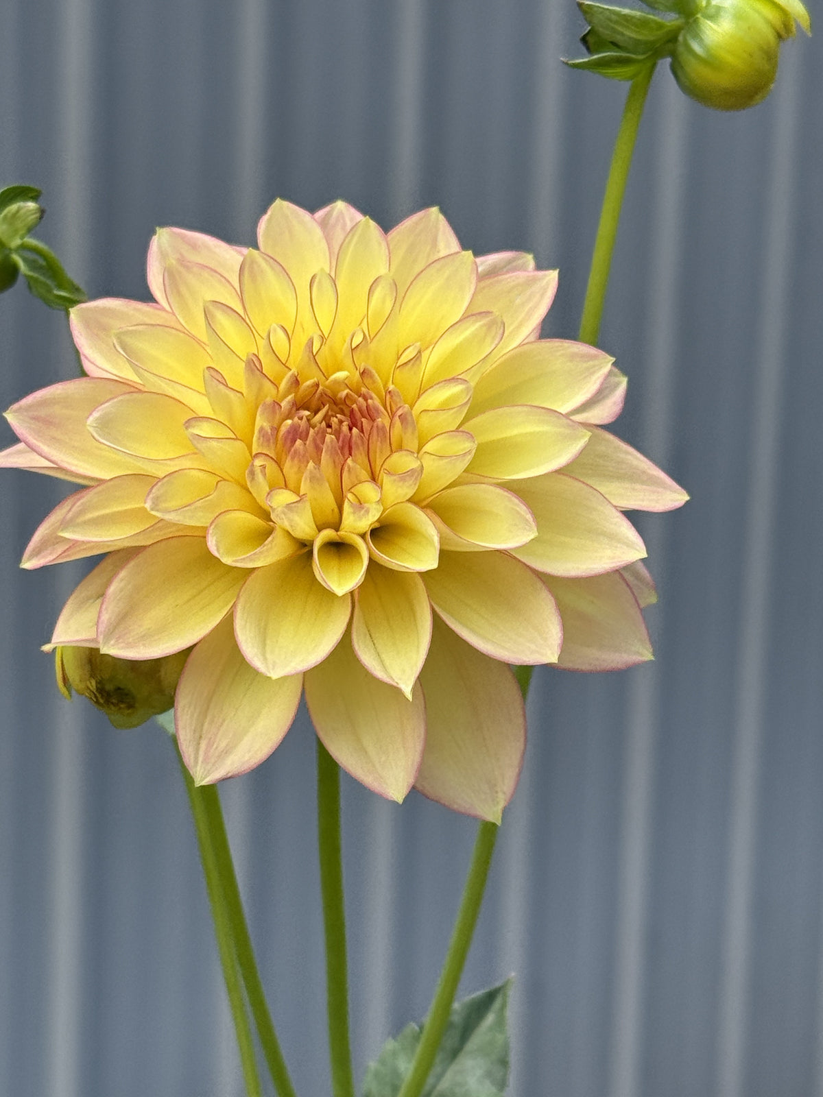 Idlewild Daybreak dahlia bloom in soft light-blend yellow – informal decorative close-up