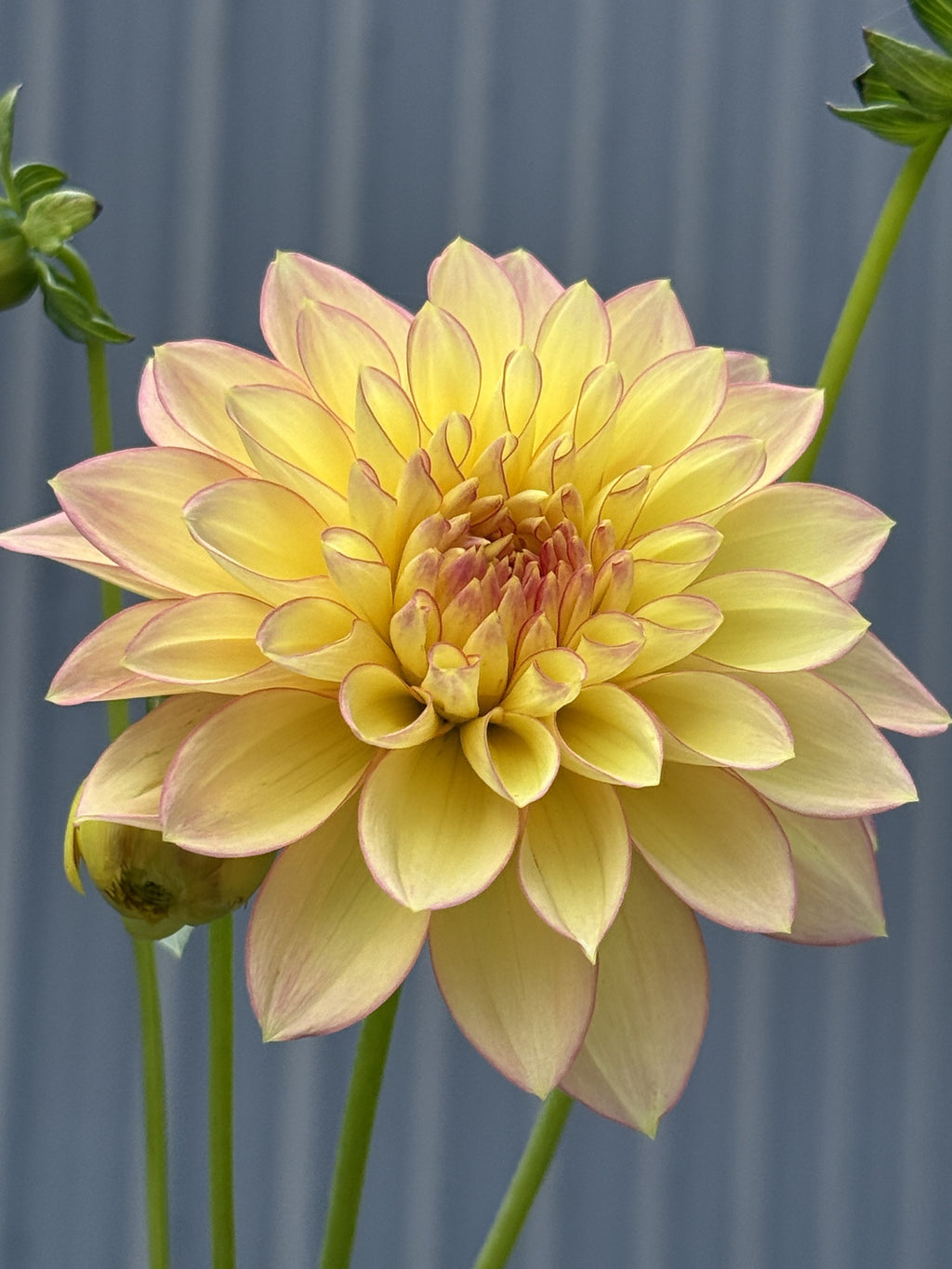 Idlewild Daybreak dahlia bloom in soft light-blend yellow – with wavy petals