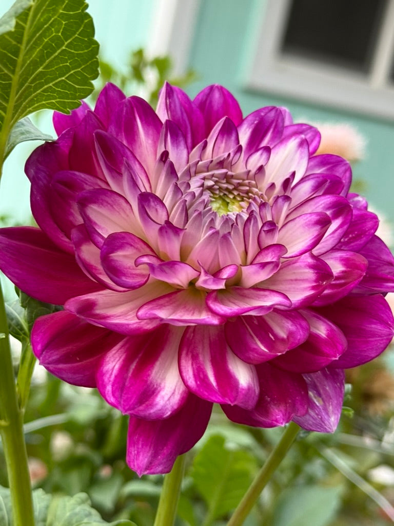 J L Grandma dahlia