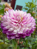 J L Grandma dahlia