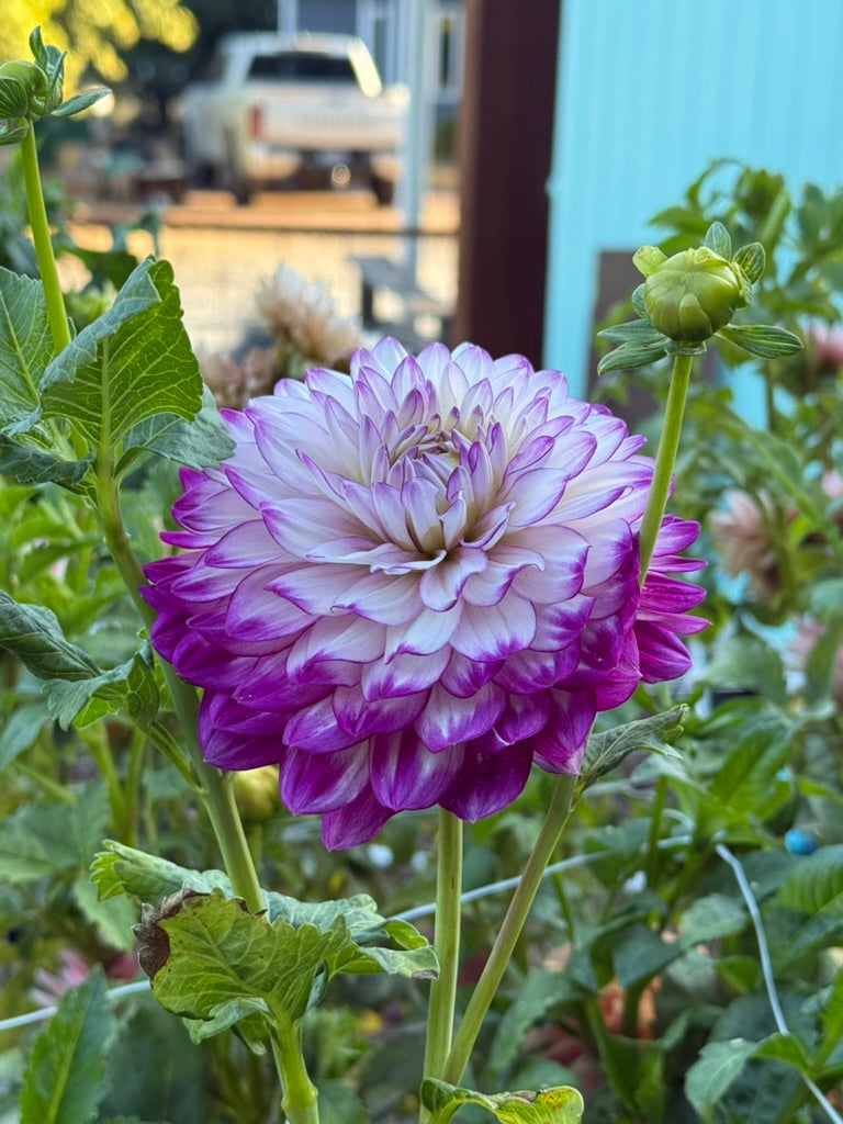 J L Grandma dahlia