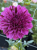 Joey P dahlia bloom – photo 1 of 3