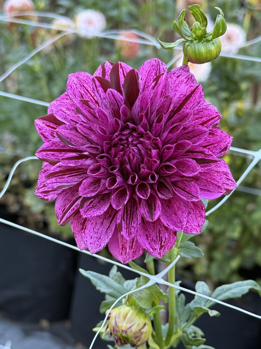 Joey P dahlia bloom – photo 2 of 3