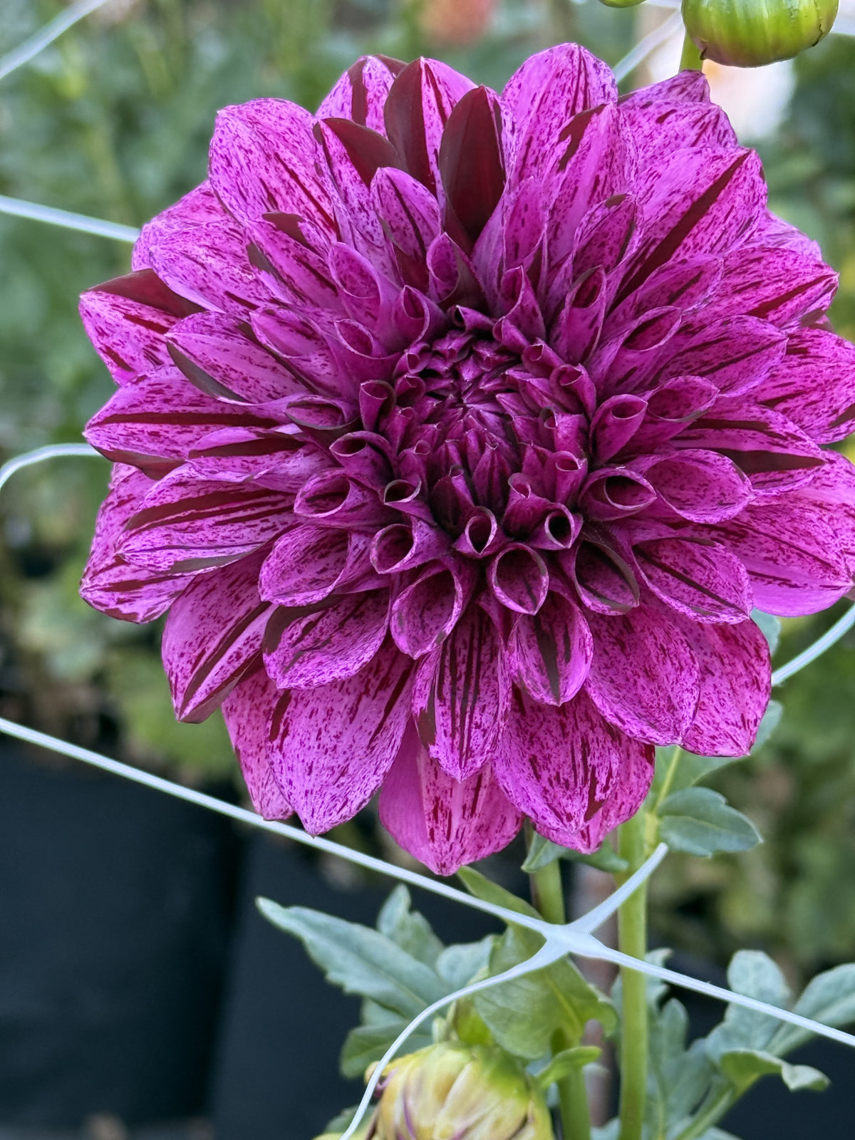 Joey P dahlia bloom – photo 3 of 3