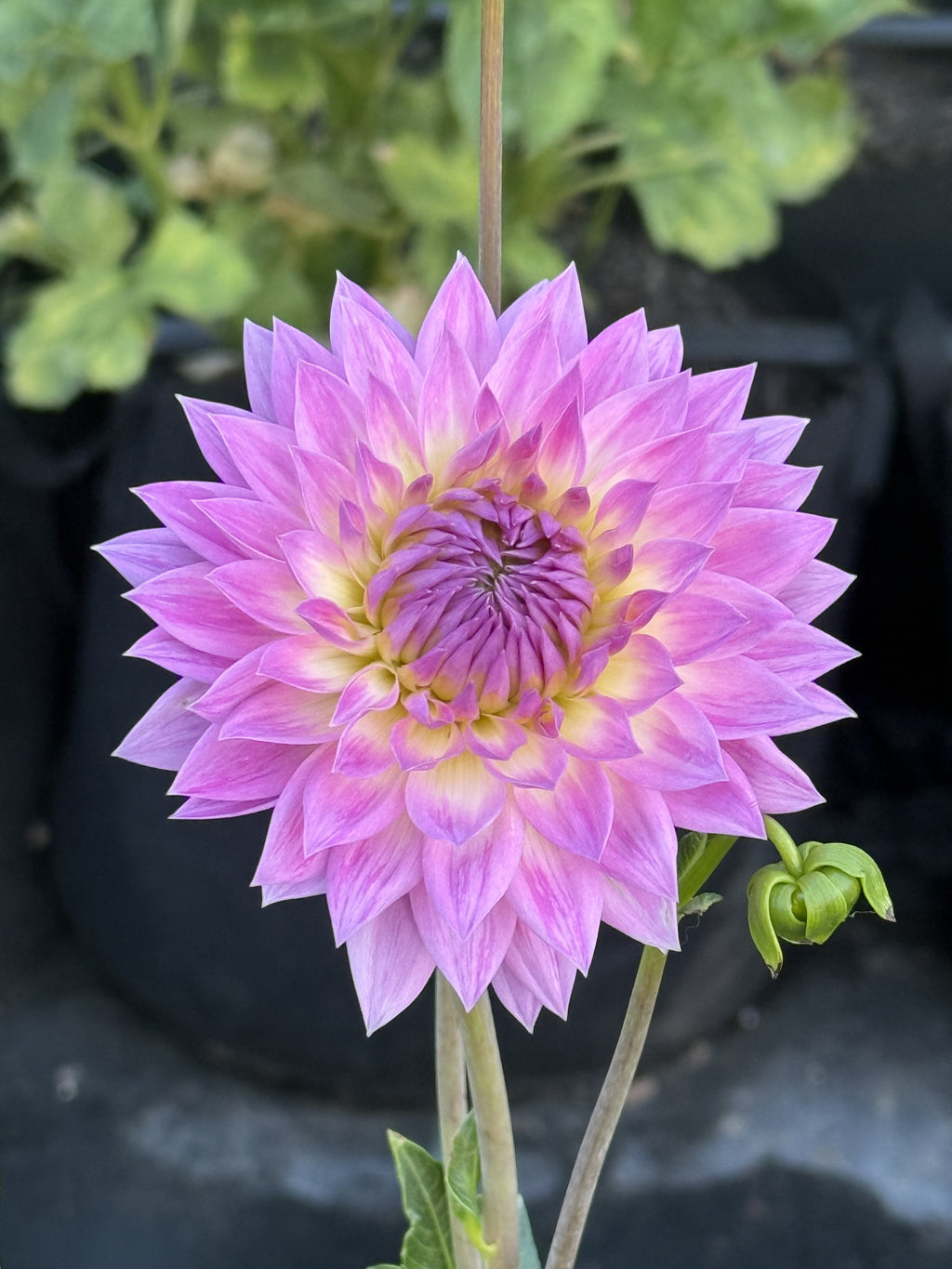 Jowey Gypsy dahlia bloom – photo 2 of 3