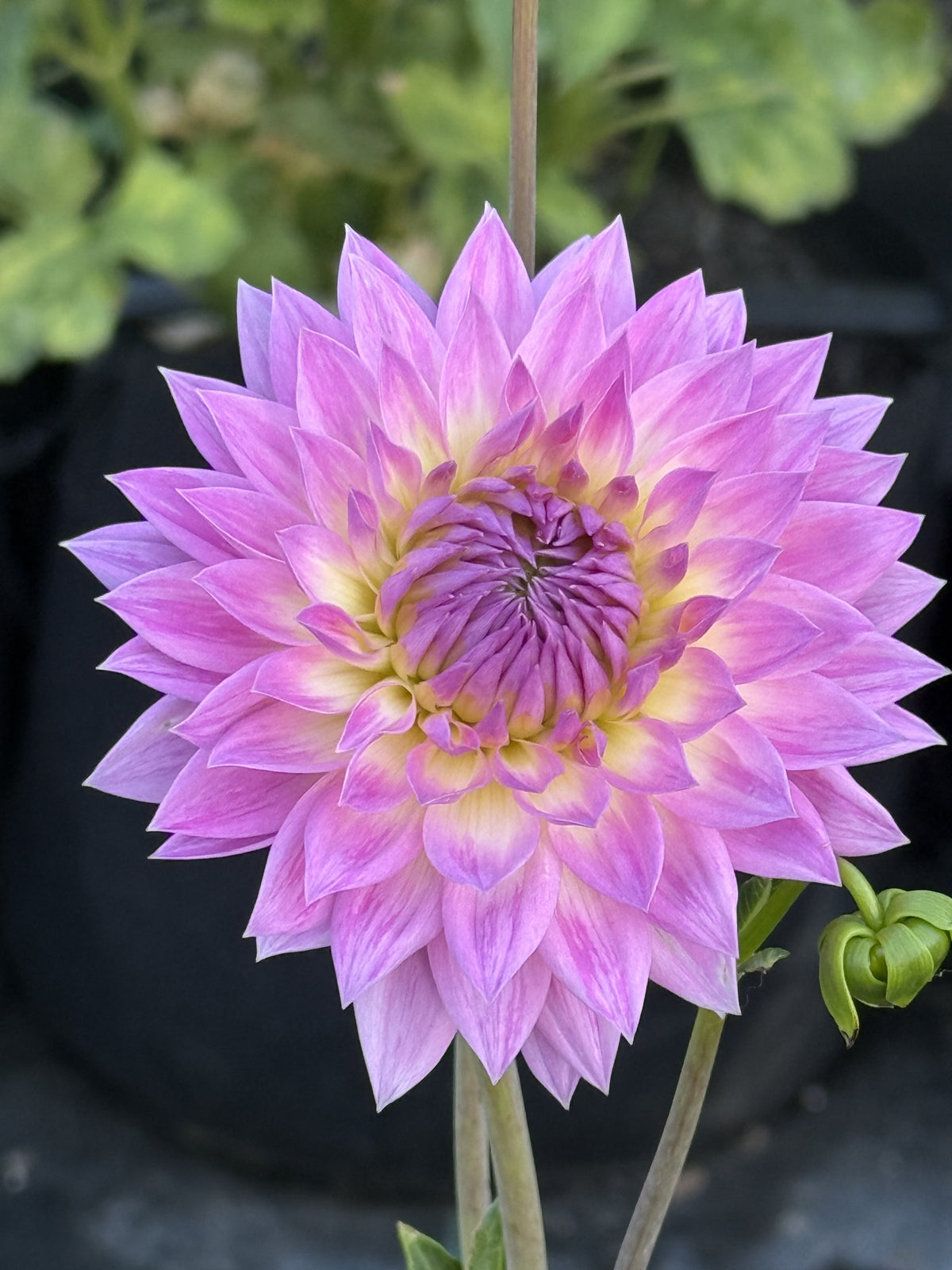 Jowey Gypsy dahlia bloom – photo 3 of 3