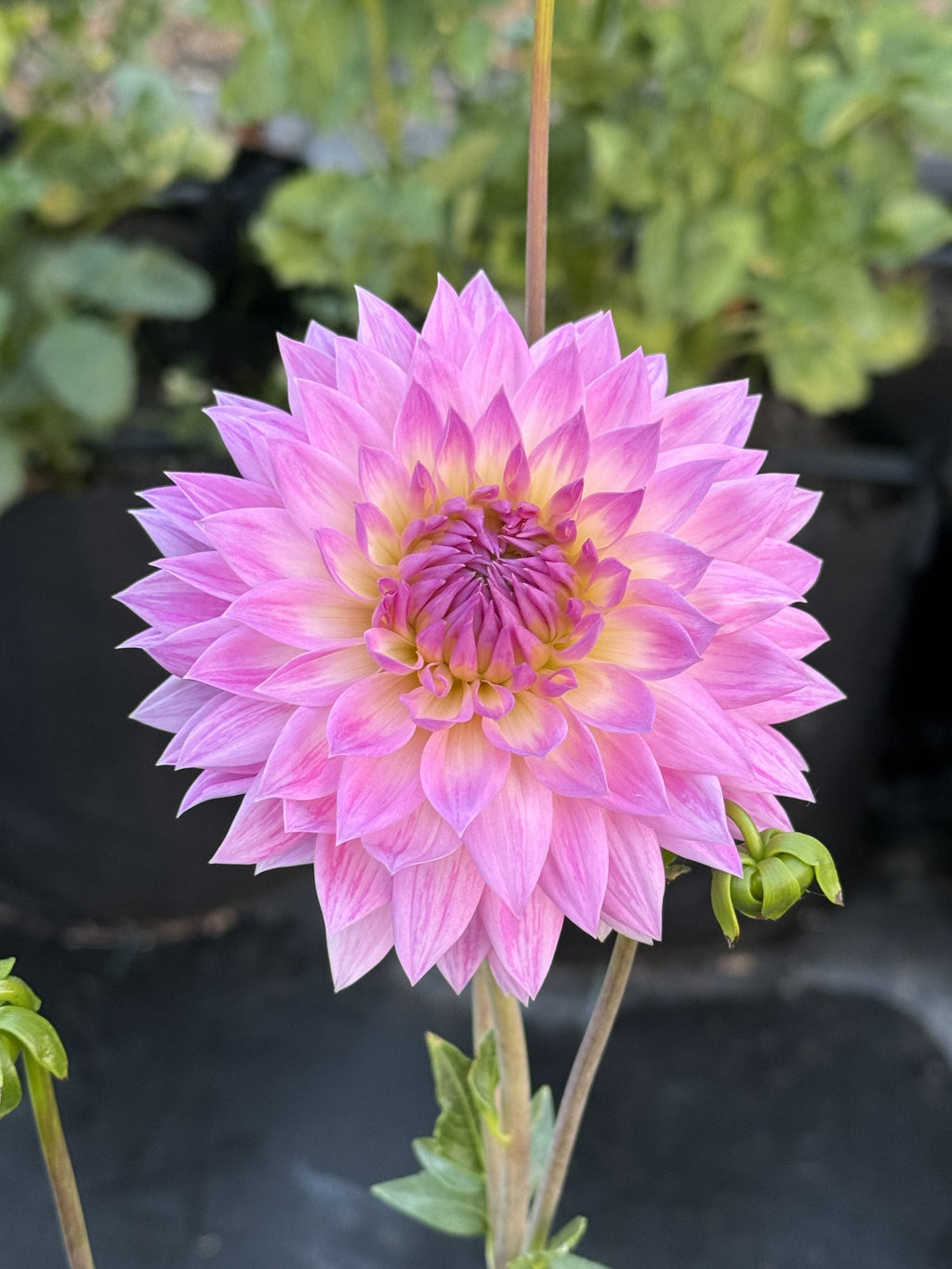 Jowey Gypsy dahlia bloom – photo 1 of 3