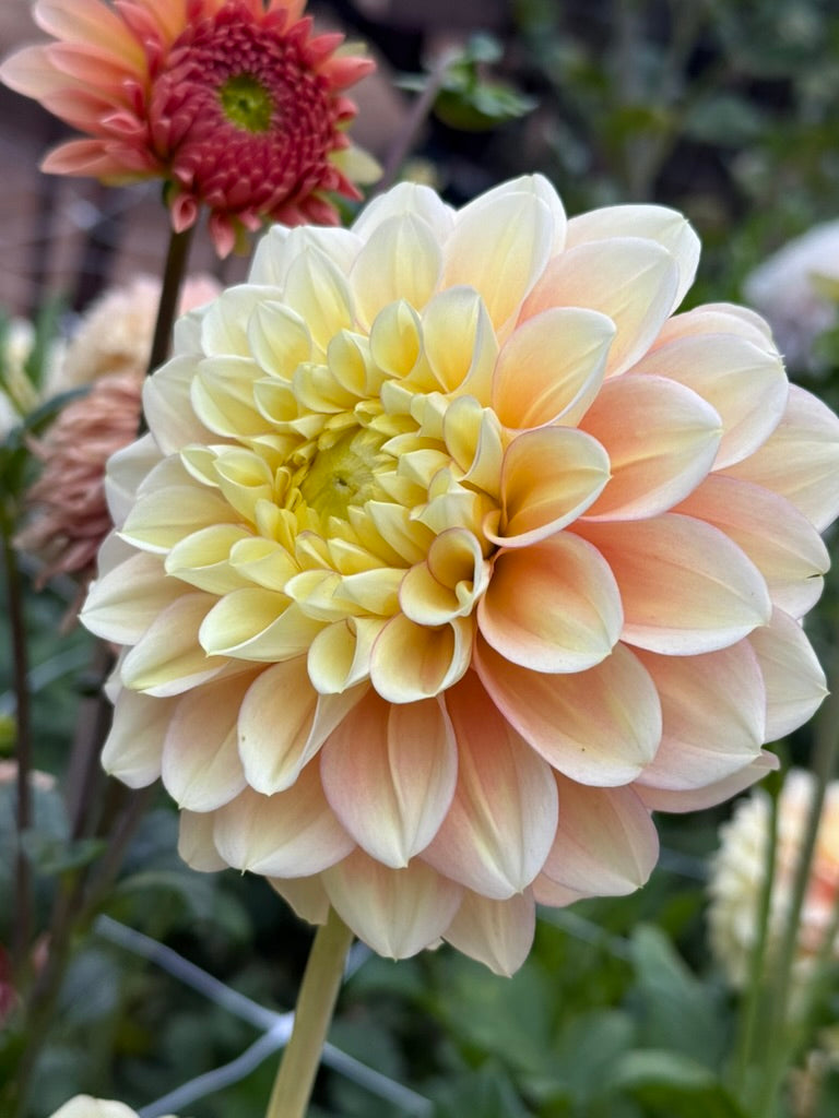 KA's® Aloha dahlia