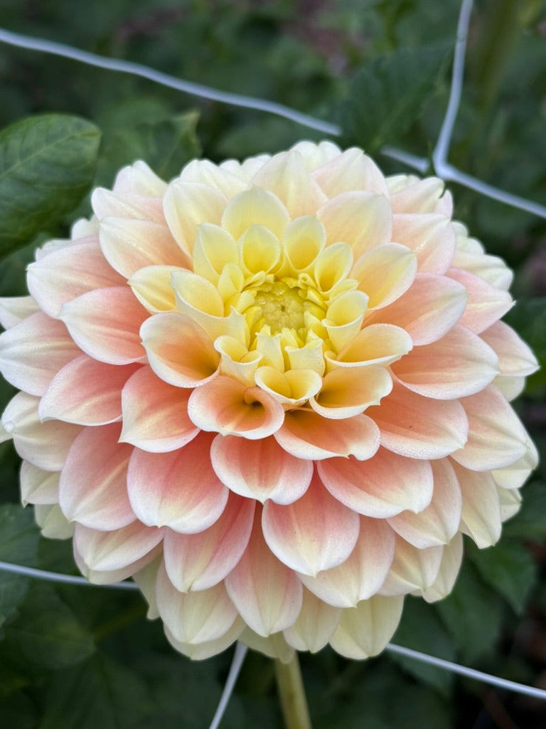 KA's® Aloha dahlia