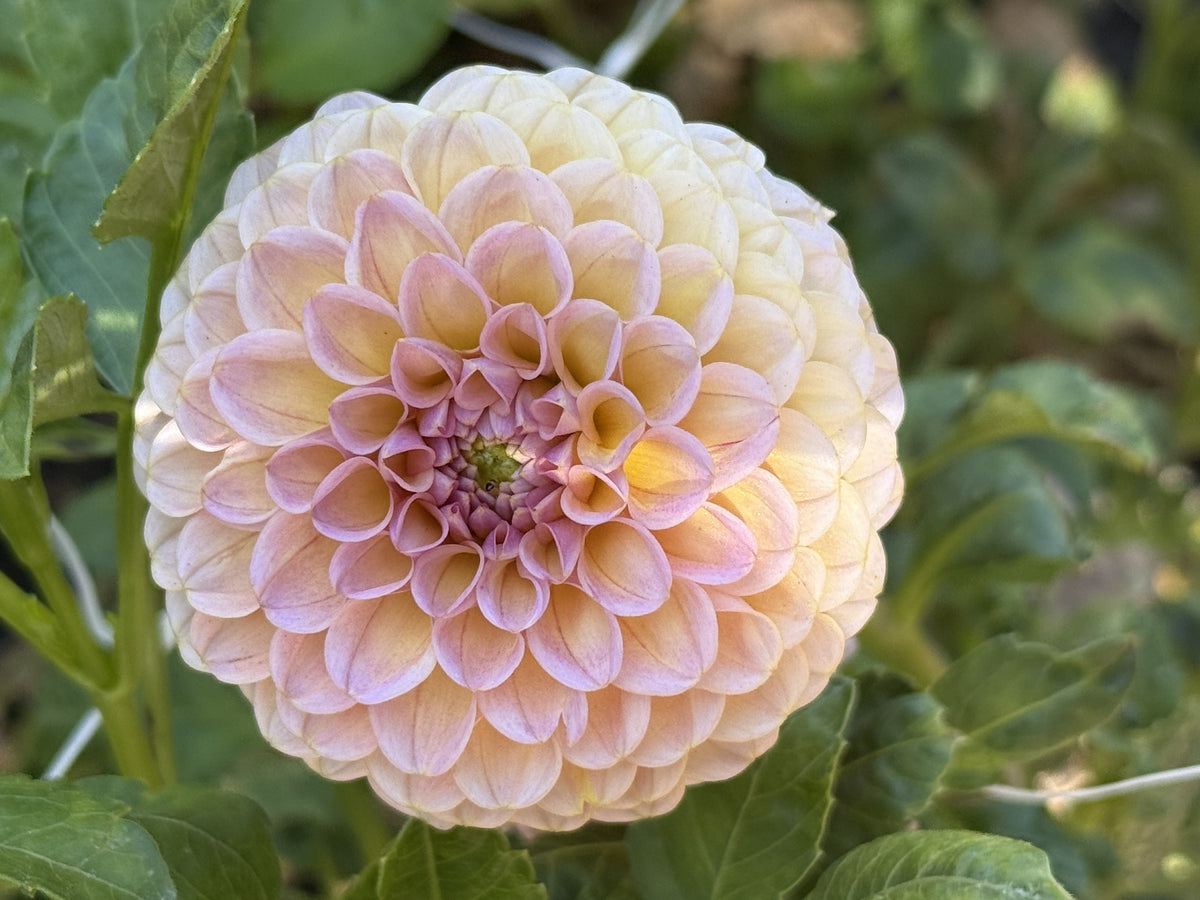 KA's® Boho Rose dahlia