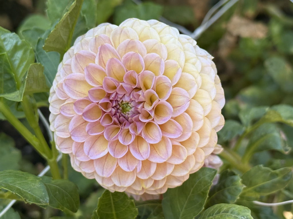 KA's® Boho Rose dahlia