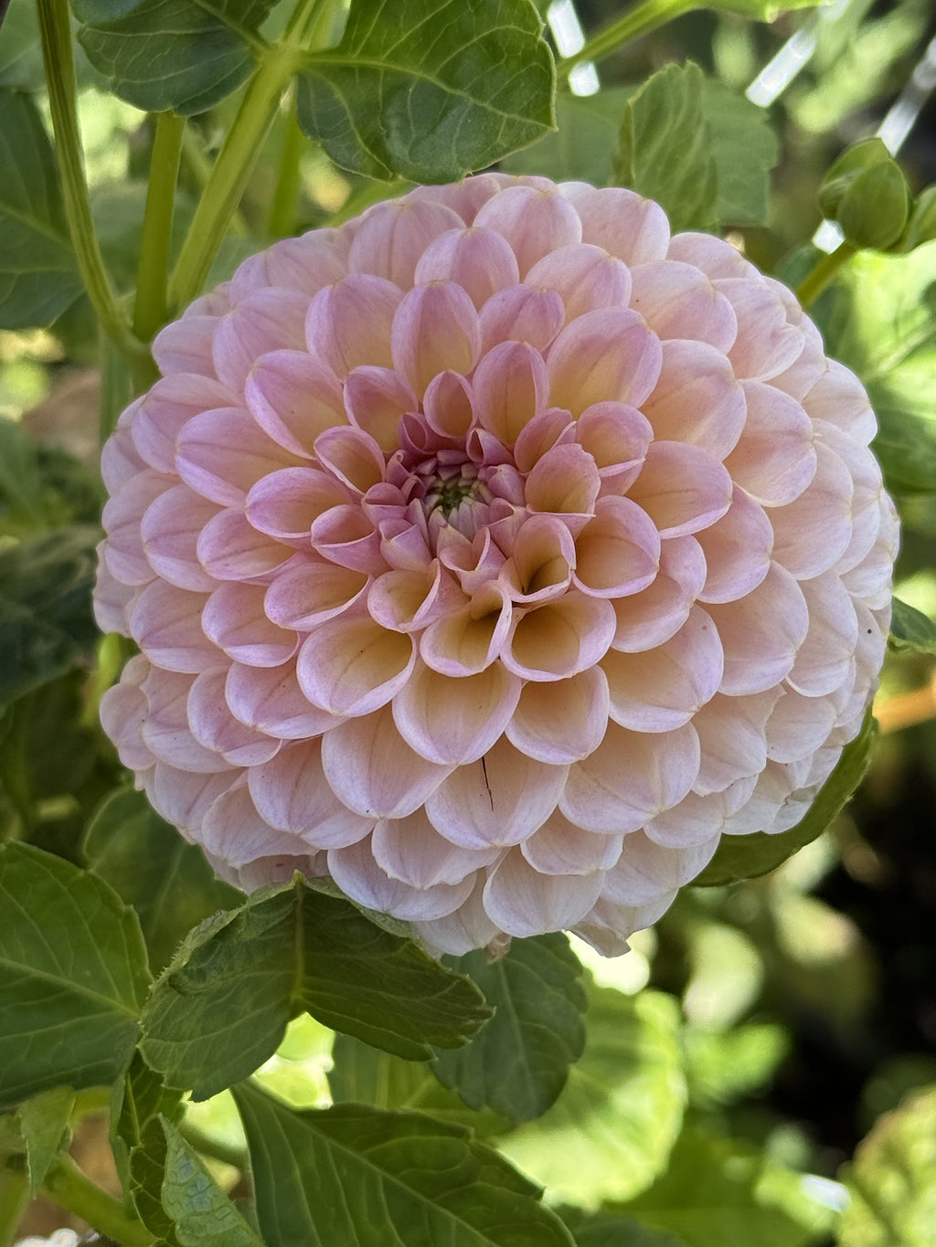 KA's® Boho Rose dahlia