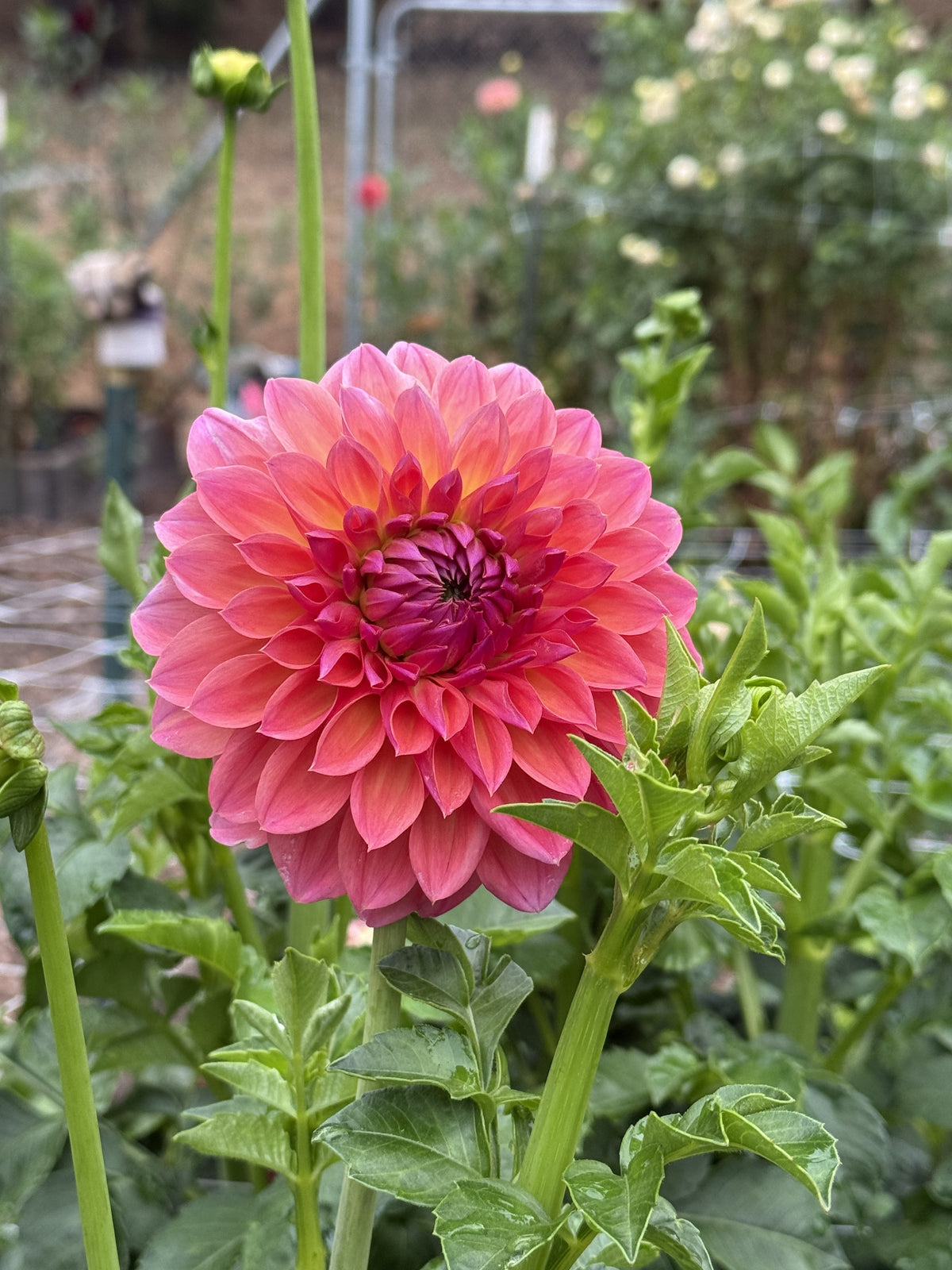 KA's® Brittany's Favorite dahlia