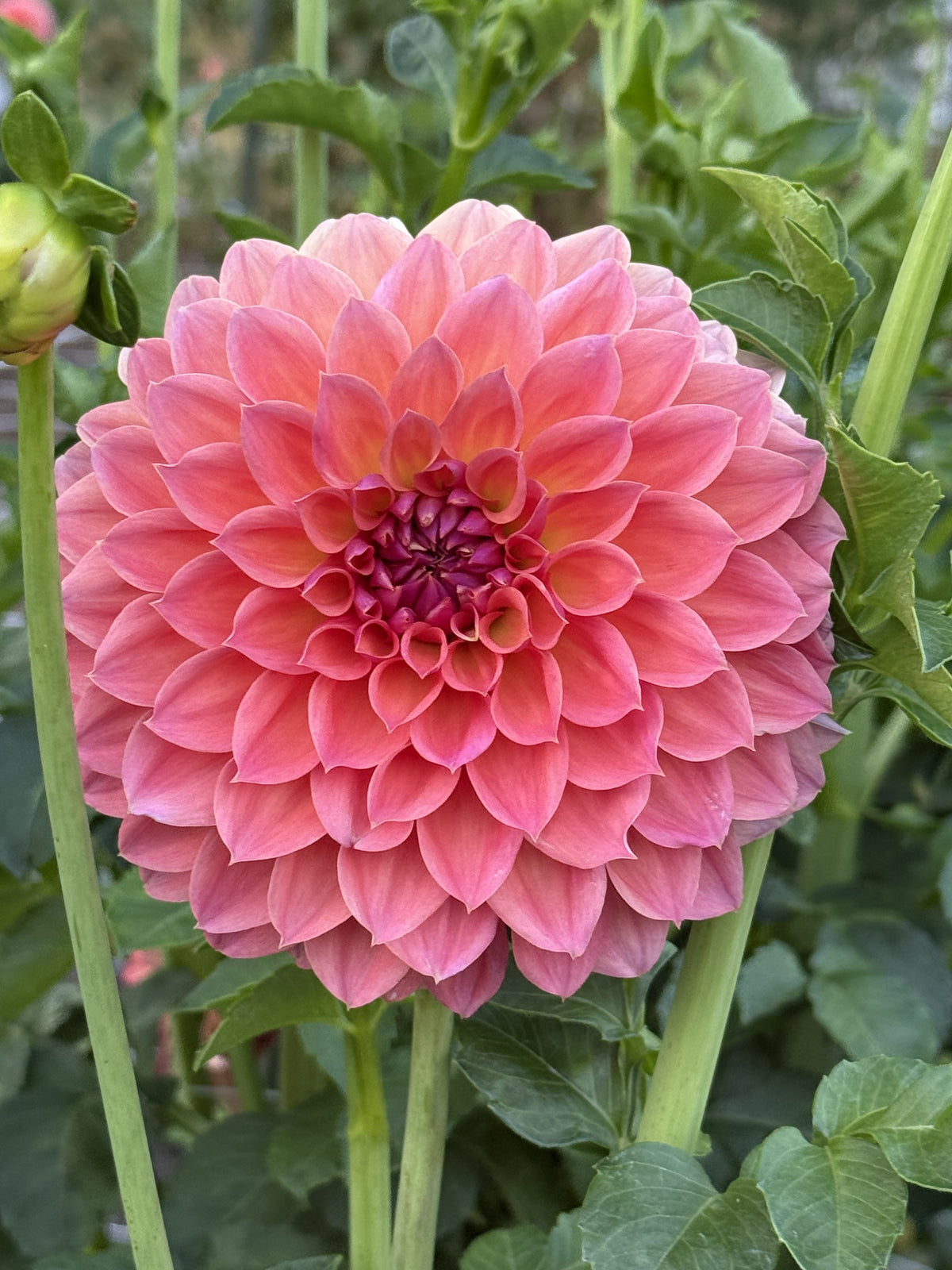 KA's® Brittany's Favorite dahlia