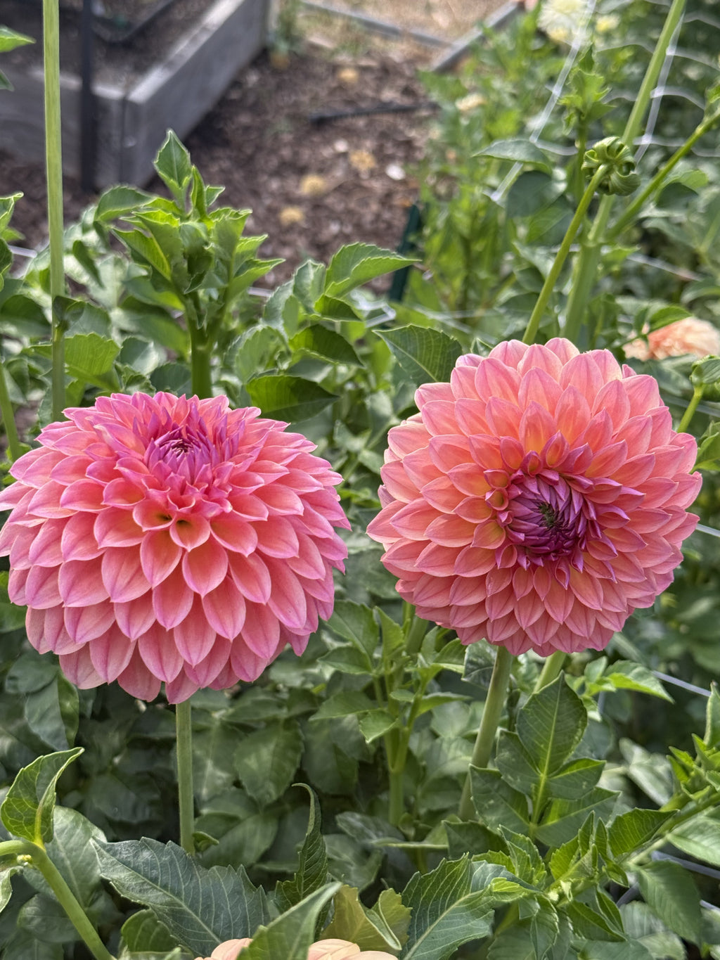 KA's® Brittany's Favorite dahlia