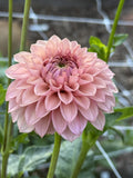 KA's Janet's Joy dahlia bloom