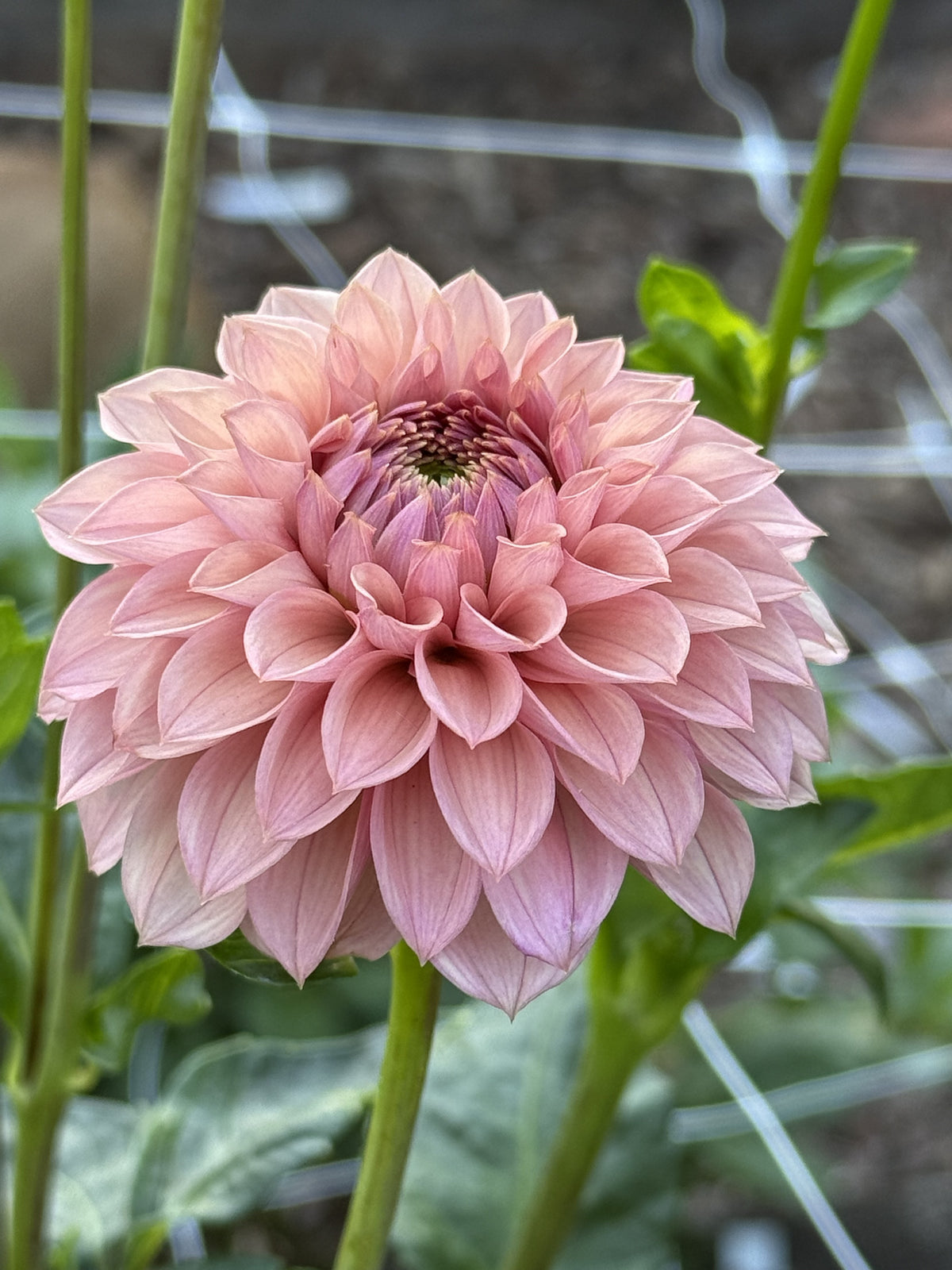 KA's Janet's Joy dahlia bloom