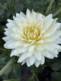 KA's® Linen dahlia