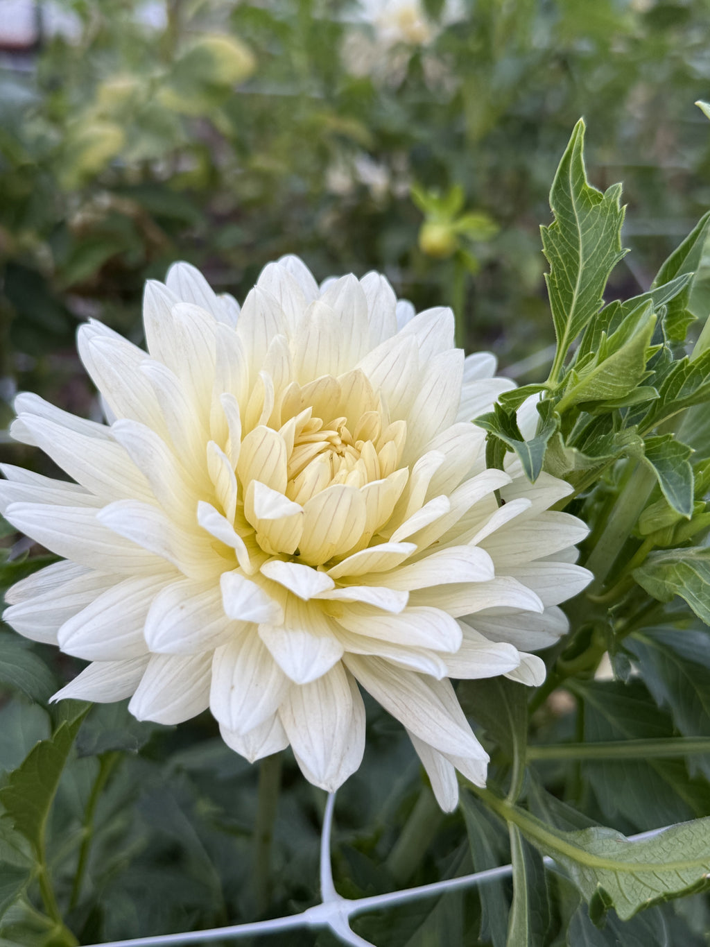 KA's® Linen dahlia