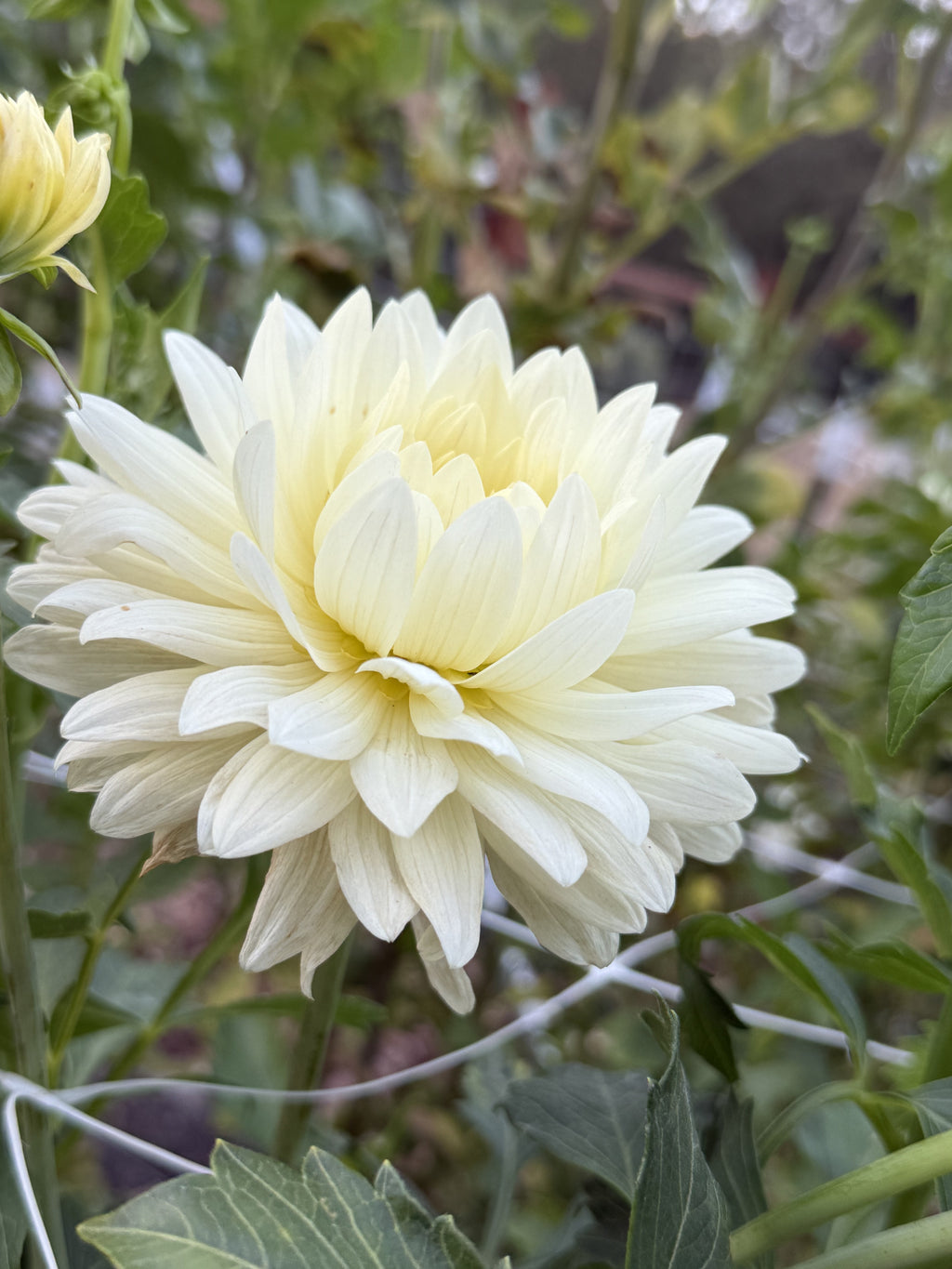 KA's® Linen dahlia