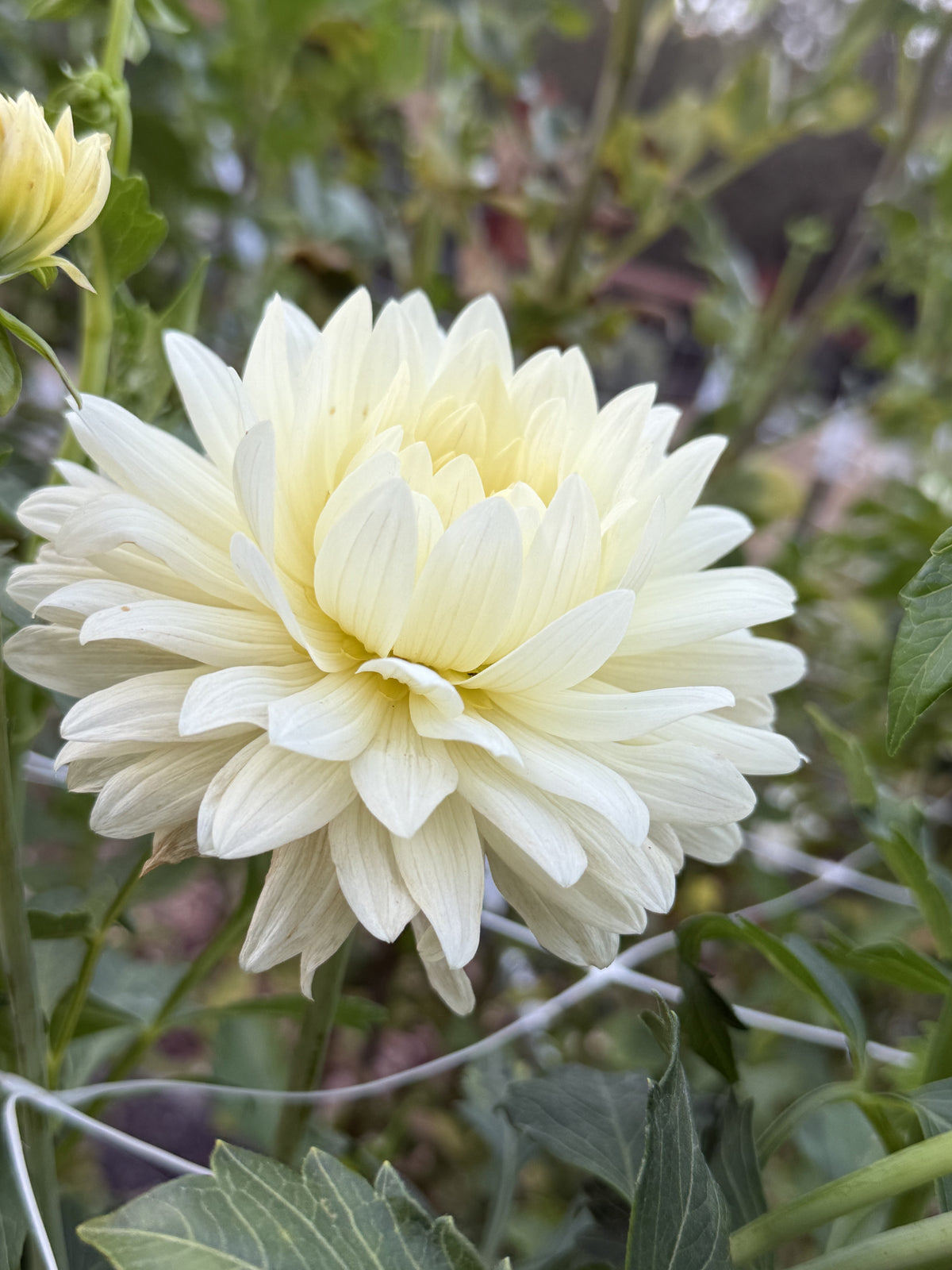 KA's® Linen dahlia