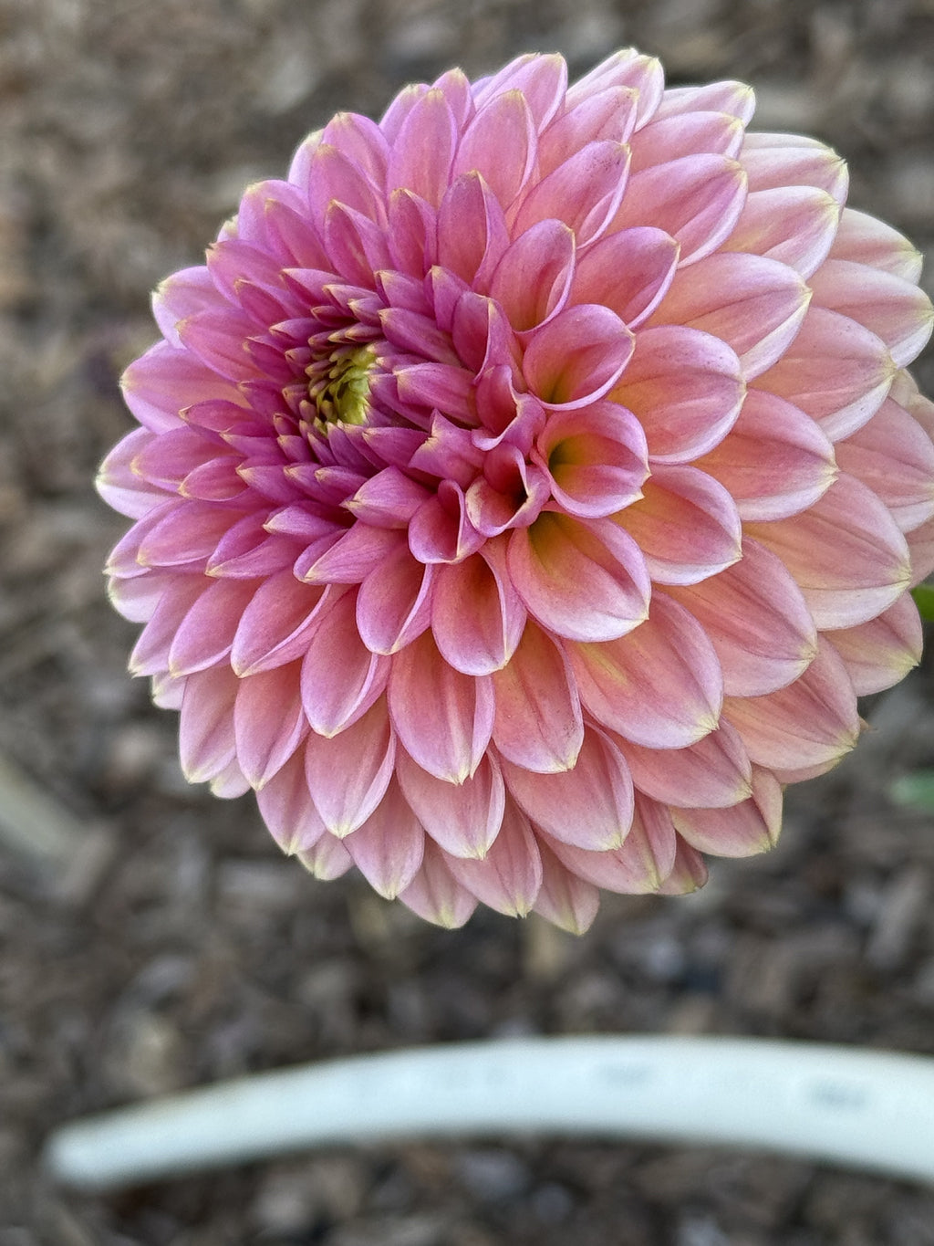 KA's® Morning Dew dahlia