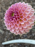 KA's® Morning Dew dahlia