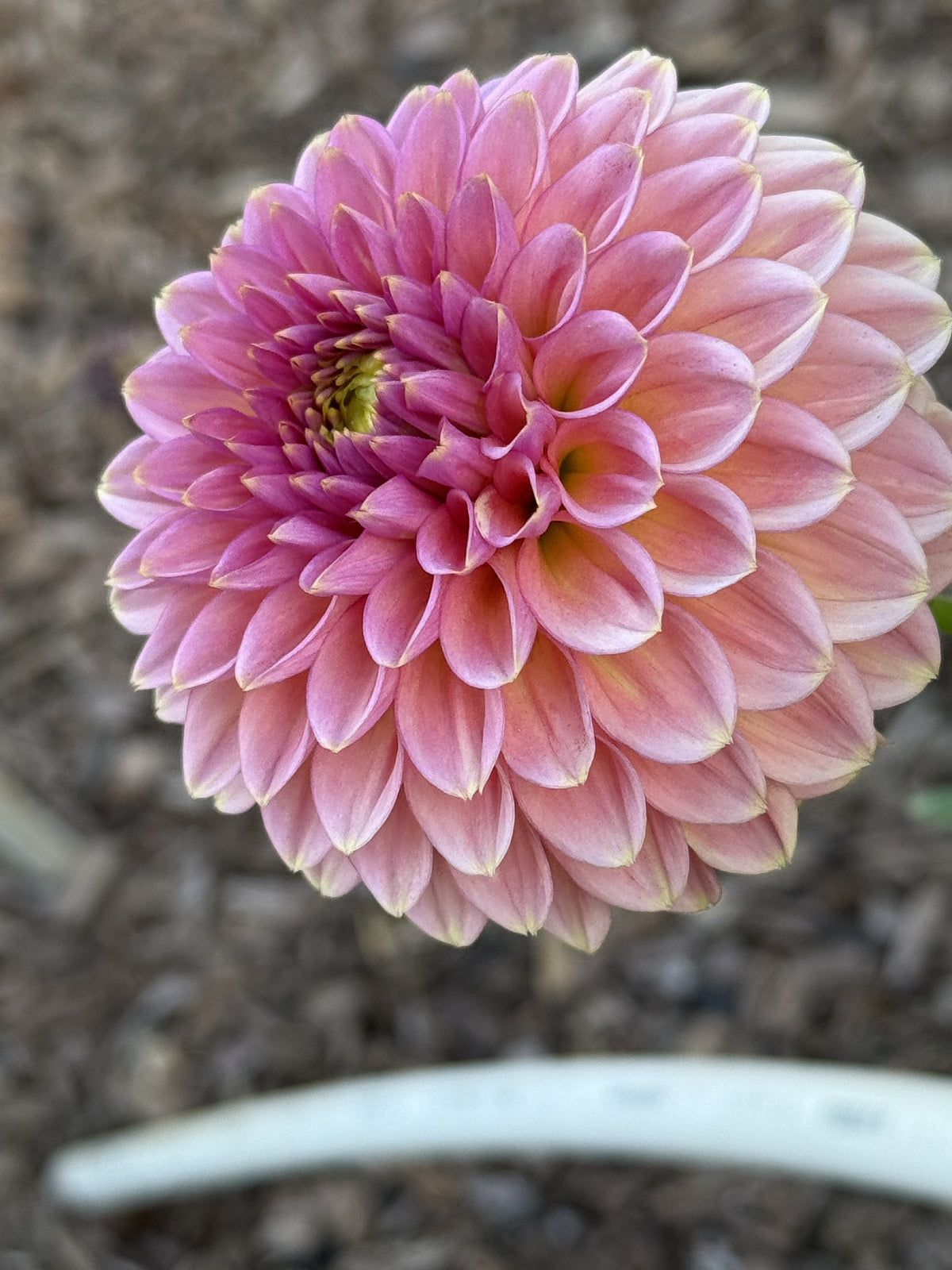 KA's® Morning Dew dahlia