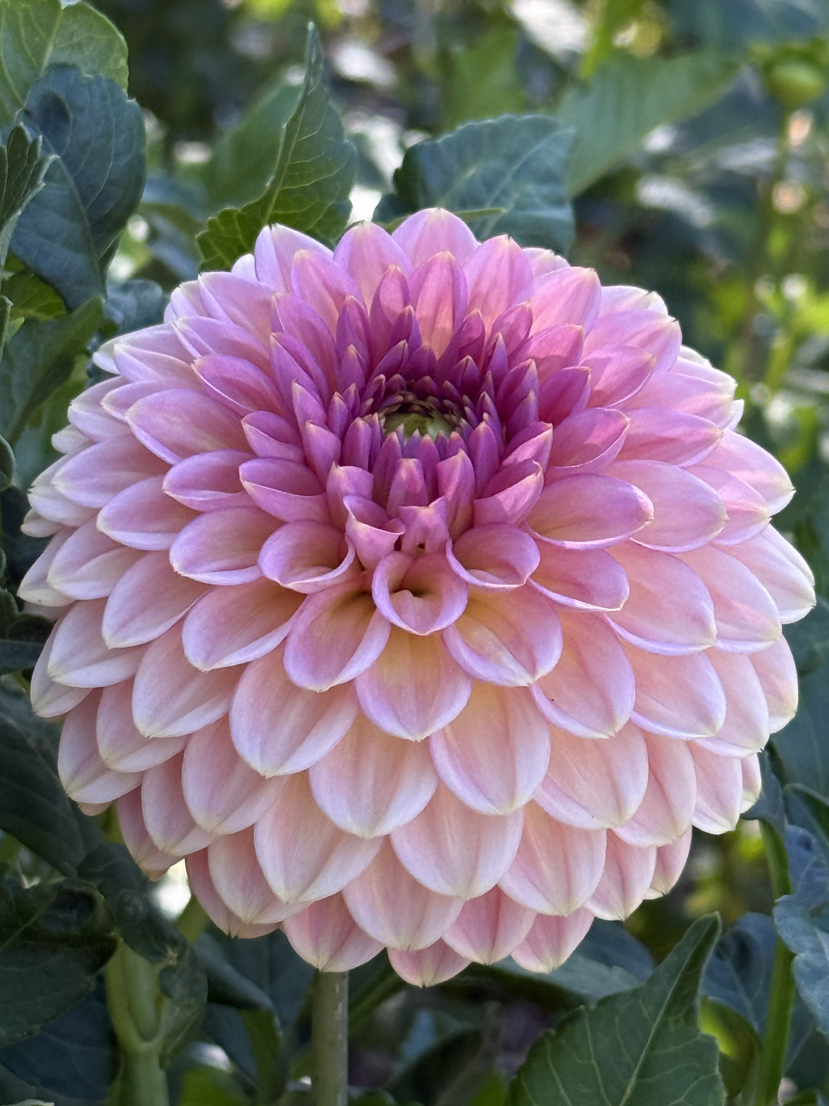 KA's® Morning Dew dahlia