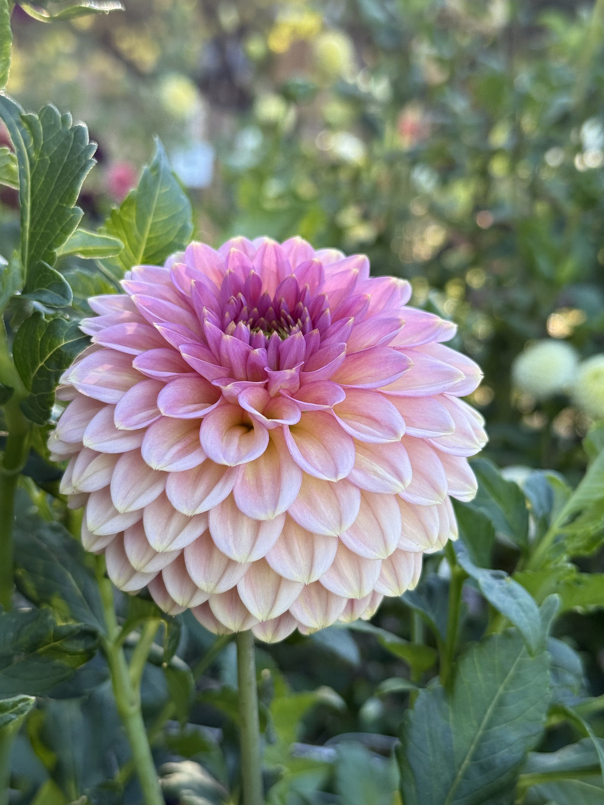 KA's® Morning Dew dahlia