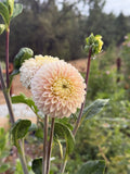 KA's® Opal Cliffs dahlia