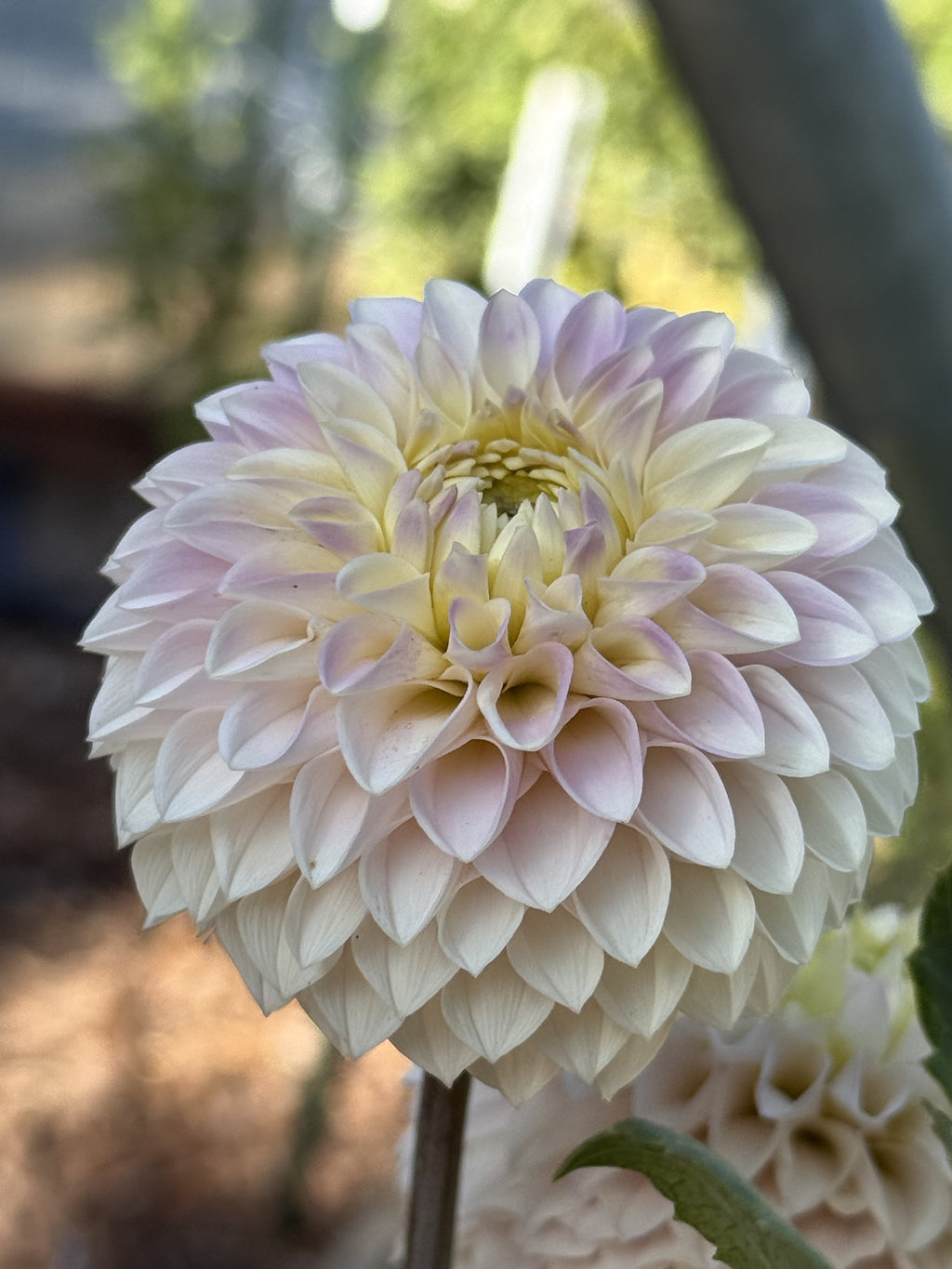 KA's® Opal Cliffs dahlia
