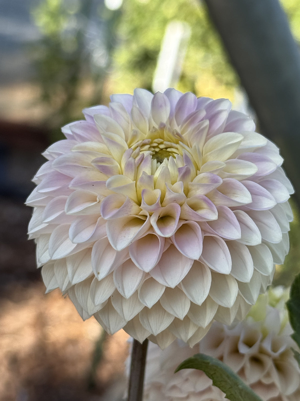 KA's® Opal Cliffs dahlia