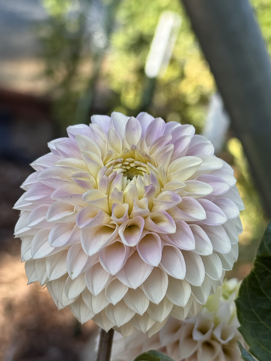 KA's® Opal Cliffs dahlia