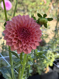 KA's® Peachy dahlia