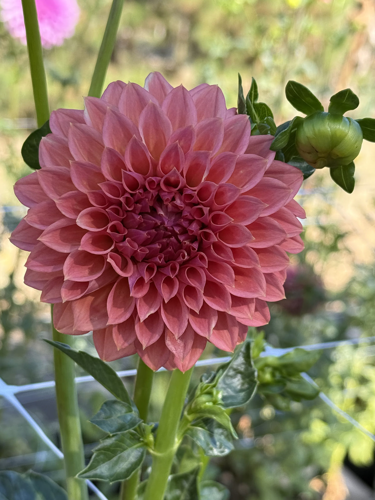KA's® Peachy dahlia